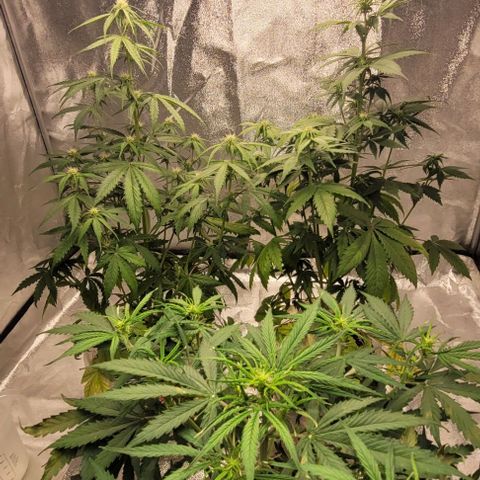 Lemon Wonder Automatic growlog timeline photo