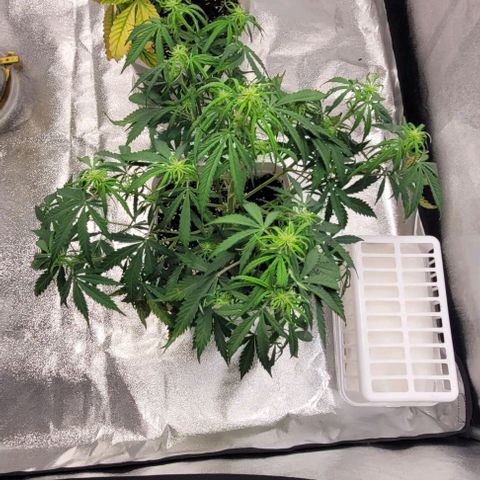 Lemon Wonder Automatic growlog timeline photo