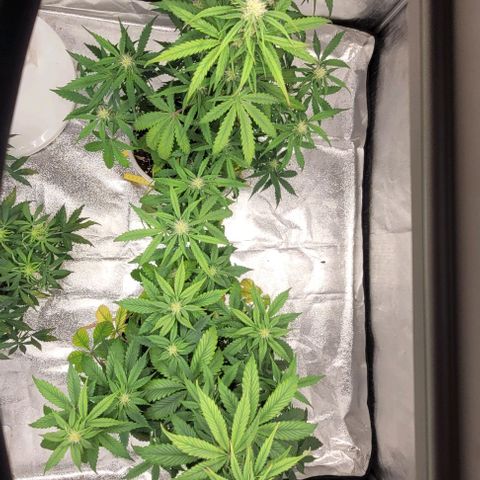 Lemon Wonder Automatic growlog timeline photo