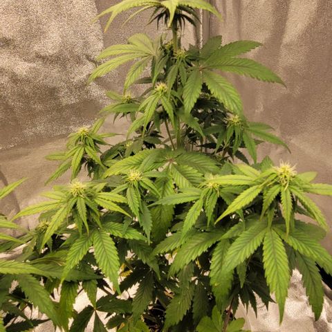 Lemon Wonder Automatic growlog timeline photo