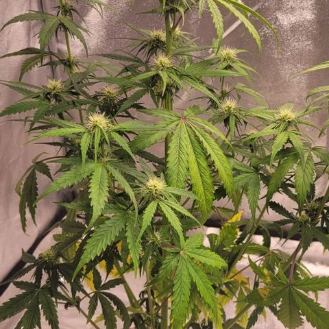 Lemon Wonder Automatic growlog timeline photo