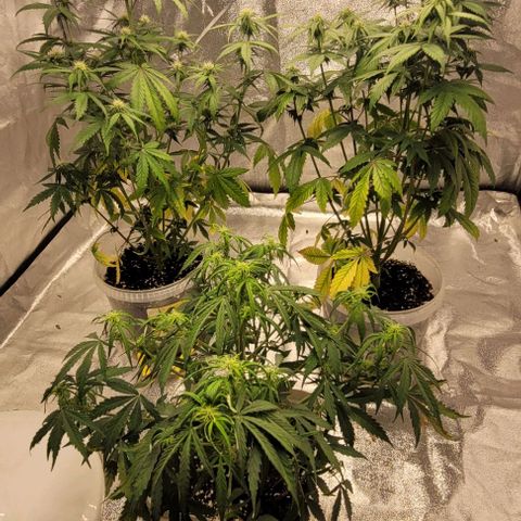 Lemon Wonder Automatic growlog timeline photo