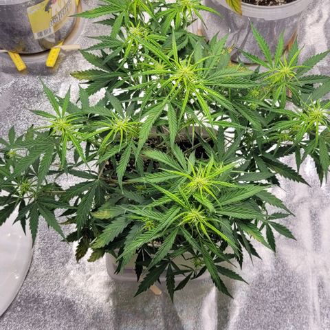 Lemon Wonder Automatic growlog timeline photo