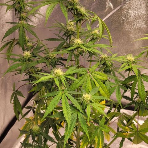 Lemon Wonder Automatic growlog timeline photo