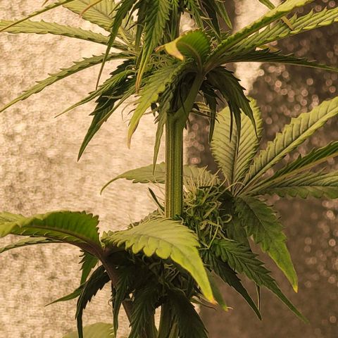 Lemon Wonder Automatic growlog timeline photo