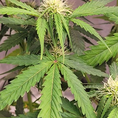 Lemon Wonder Automatic growlog timeline photo