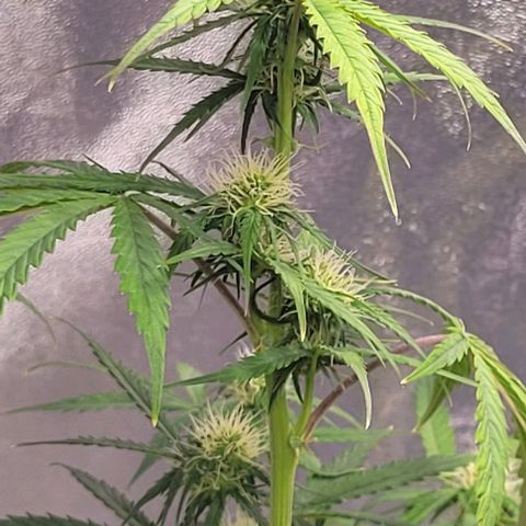 Lemon Wonder Automatic growlog timeline photo