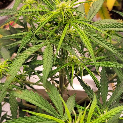 Lemon Wonder Automatic growlog timeline photo