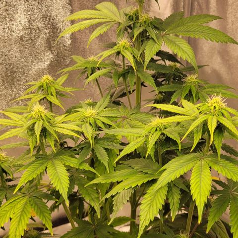Lemon Wonder Automatic growlog timeline photo