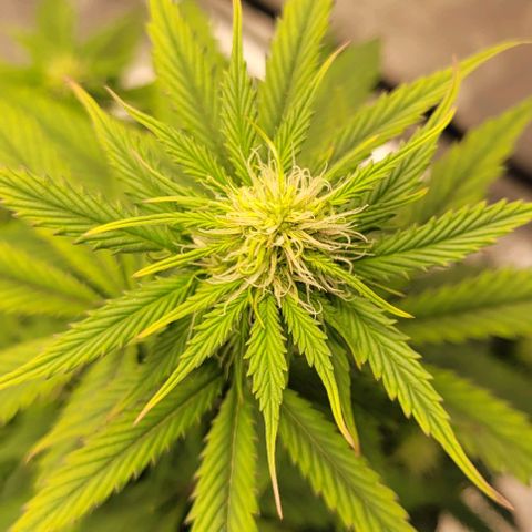 Lemon Wonder Automatic growlog timeline photo