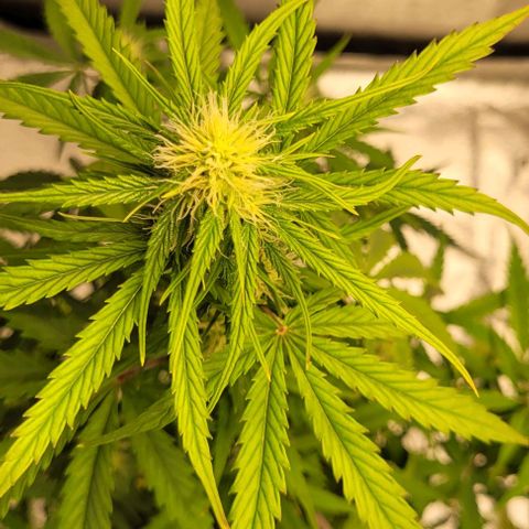 Lemon Wonder Automatic growlog timeline photo
