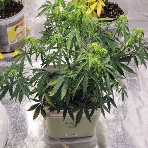 Lemon Wonder Automatic growlog timeline photo