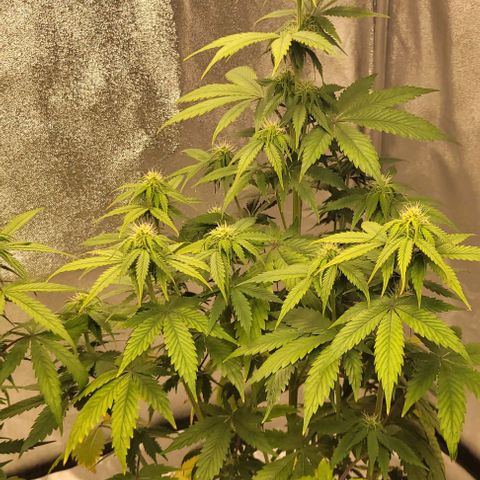 Lemon Wonder Automatic growlog timeline photo
