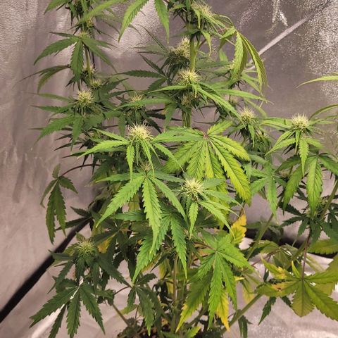 Lemon Wonder Automatic growlog timeline photo
