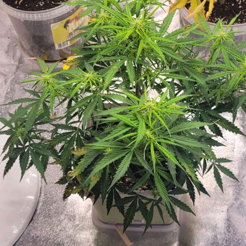 Lemon Wonder Automatic growlog photo: CalMag Lady - 10 Std nach dem Gießen