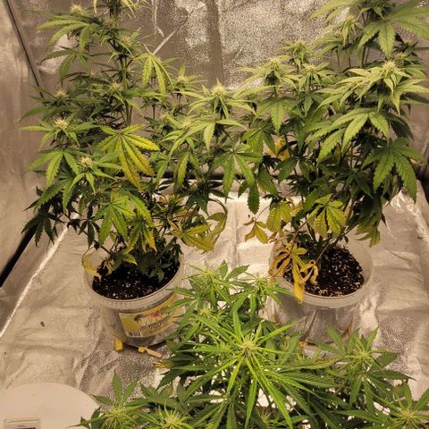Lemon Wonder Automatic growlog timeline photo