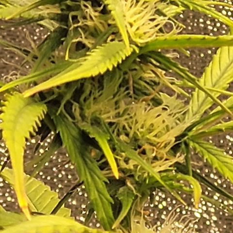 Lemon Wonder Automatic growlog timeline photo
