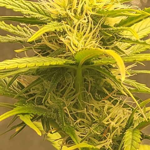 Lemon Wonder Automatic growlog timeline photo
