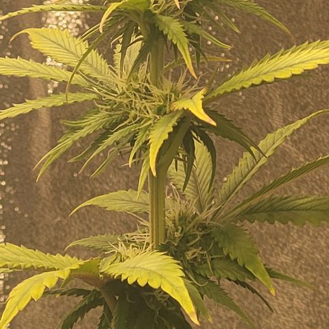 Lemon Wonder Automatic growlog timeline photo