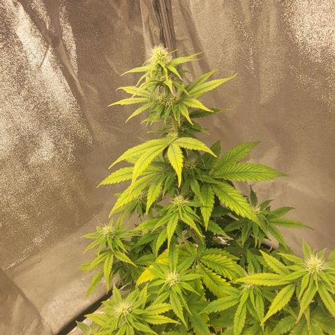 Lemon Wonder Automatic growlog timeline photo