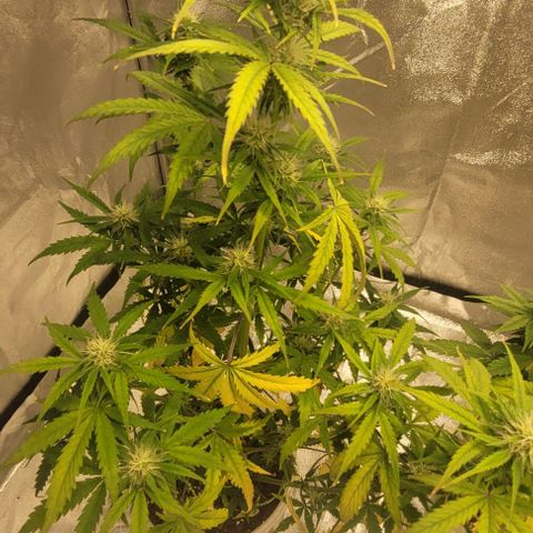 Lemon Wonder Automatic growlog timeline photo