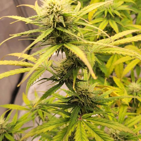 Lemon Wonder Automatic growlog timeline photo