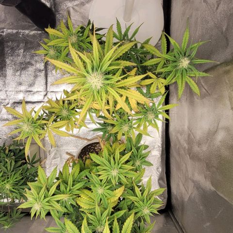Lemon Wonder Automatic growlog timeline photo