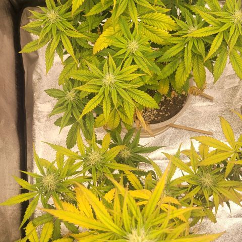 Lemon Wonder Automatic growlog timeline photo