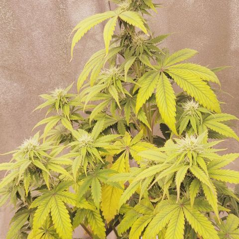 Lemon Wonder Automatic growlog timeline photo
