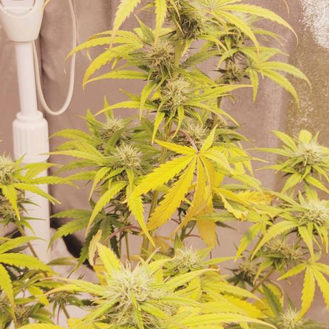 Lemon Wonder Automatic growlog timeline photo