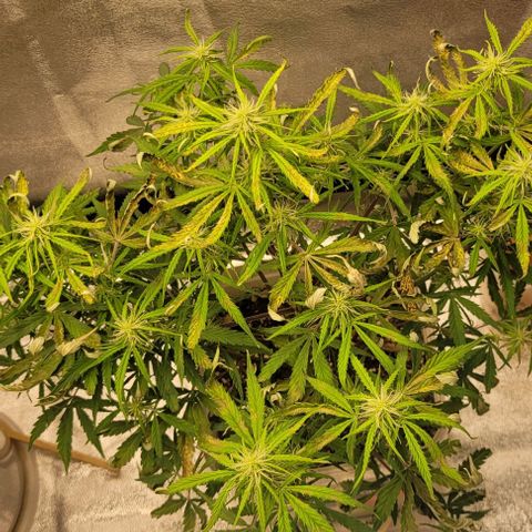 Lemon Wonder Automatic growlog timeline photo