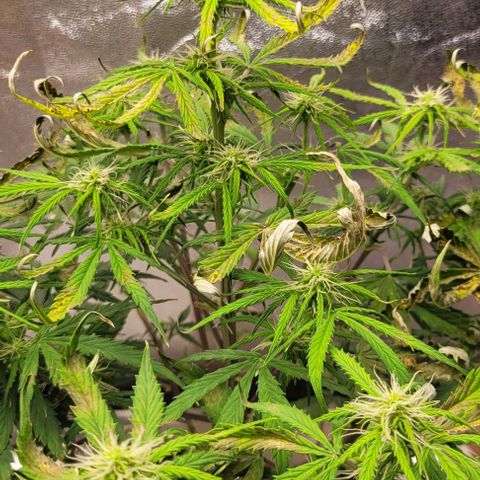 Lemon Wonder Automatic growlog timeline photo
