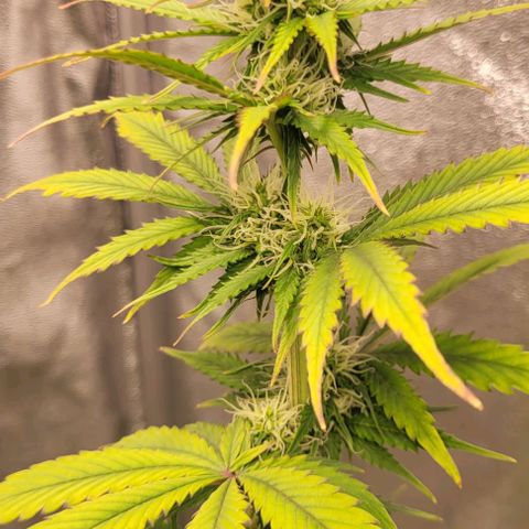 Lemon Wonder Automatic growlog timeline photo