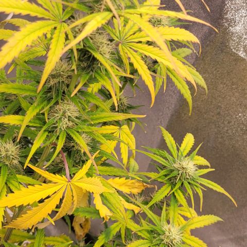 Lemon Wonder Automatic growlog timeline photo
