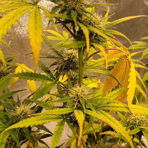 Lemon Wonder Automatic growlog timeline photo