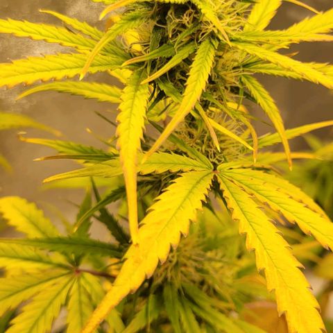 Lemon Wonder Automatic growlog timeline photo