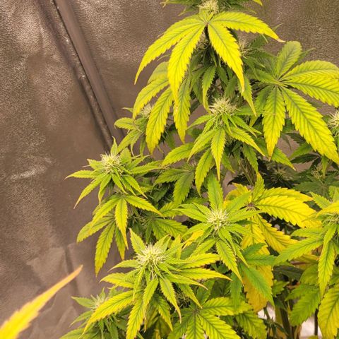 Lemon Wonder Automatic growlog timeline photo