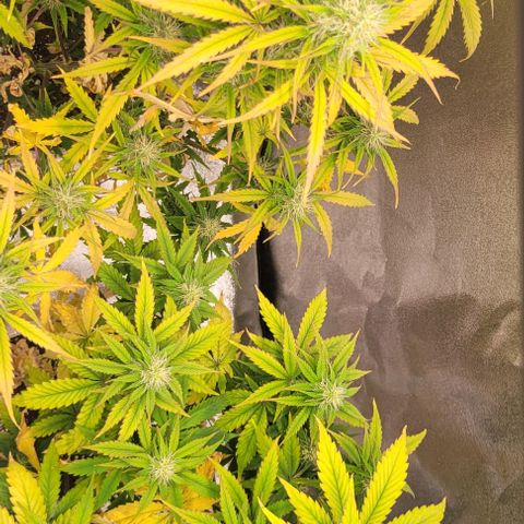 Lemon Wonder Automatic growlog timeline photo