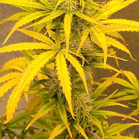 Lemon Wonder Automatic growlog timeline photo