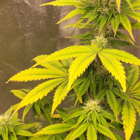 Lemon Wonder Automatic growlog timeline photo