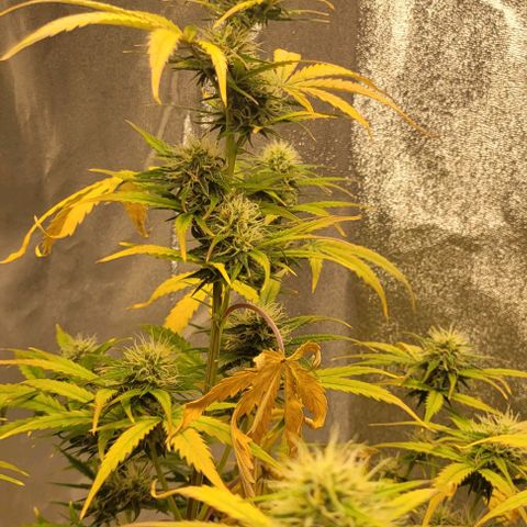 Lemon Wonder Automatic growlog timeline photo