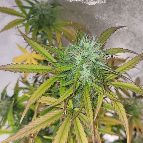 Lemon Wonder Automatic growlog timeline photo