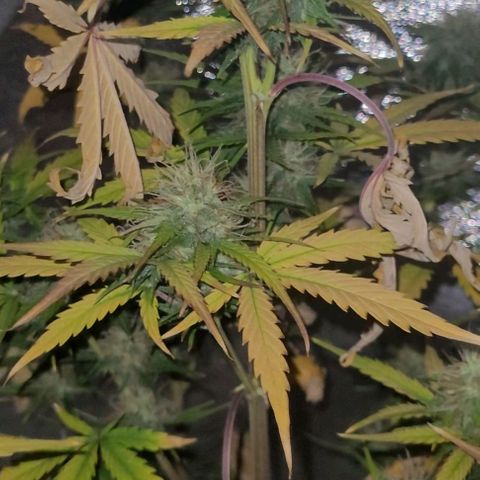 Lemon Wonder Automatic growlog photo: Die ersten sichtbaren elipsen🥦