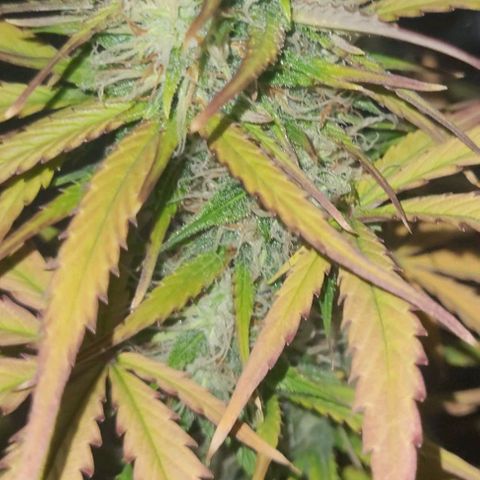 Lemon Wonder Automatic growlog photo: Die ersten sichtbaren elipsen🥦