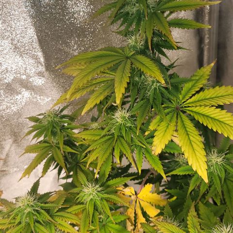 Lemon Wonder Automatic growlog photo: Die ersten sichtbaren elipsen🥦