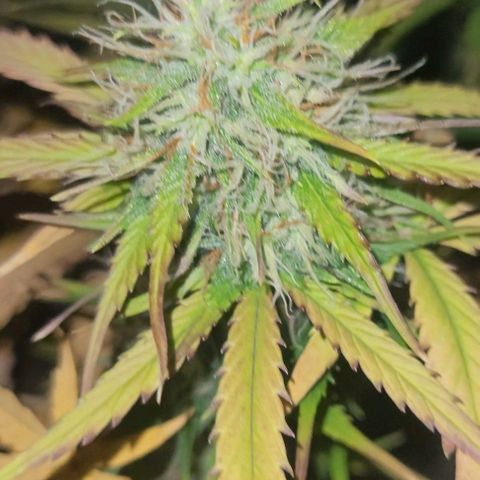 Lemon Wonder Automatic growlog photo: Die ersten sichtbaren elipsen🥦