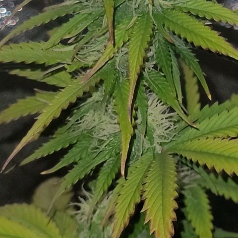 Lemon Wonder Automatic growlog photo: Die ersten sichtbaren elipsen🥦