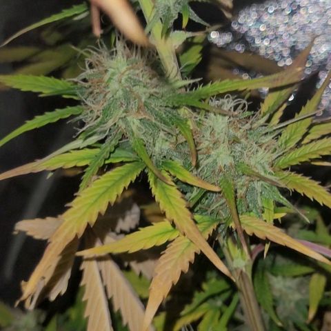Lemon Wonder Automatic growlog photo: Die ersten sichtbaren elipsen🥦