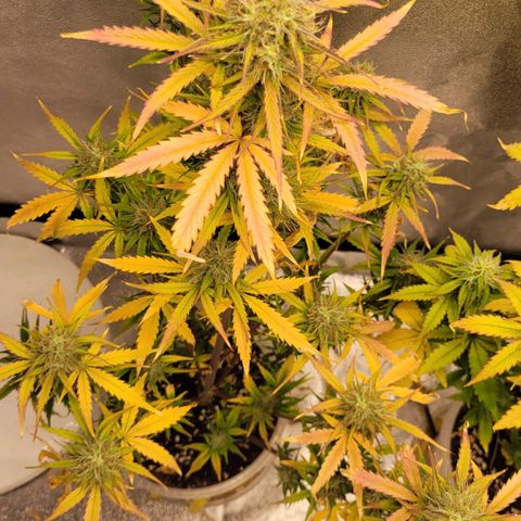Lemon Wonder Automatic growlog timeline photo