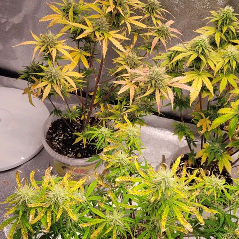 Lemon Wonder Automatic growlog timeline photo